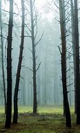 Image result for Early Morning Fog