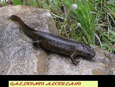 Image result for gallipato