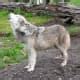 Image result for Gray Wolf Dog Hybrid