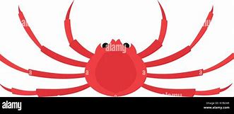 Image result for Japanese Spider Crab Vector