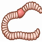 Image result for Fishing Worm Clip Art