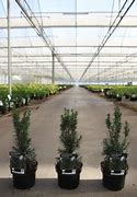 Image result for Taxus baccata Funny Jewel