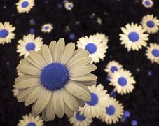 Image result for Blue Daisy Flower iPhone Case