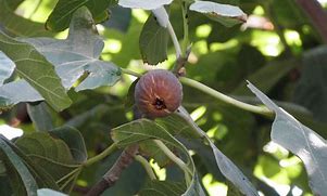 Image result for Ficus carica Osborns Prolific