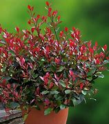 Image result for PHOTINIA LITTLE RED ROBIN