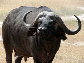 Image result for Female Bull