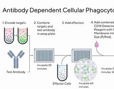 Image result for ADCP Assay Protocol