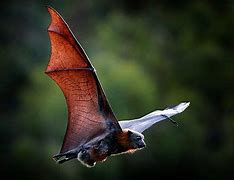 Image result for bat�