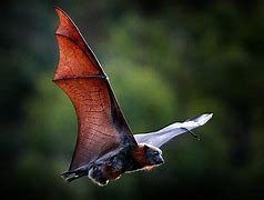 Image result for Moodle Bat Picture