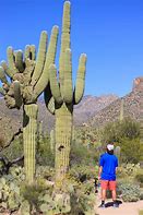 Image result for Saguaro Cactus Range in Arizona