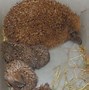 Image result for Group of Hedgehogs