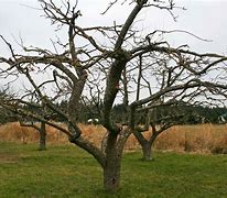Image result for Picture of a Properly Pruned Apple Tree
