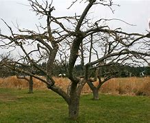 Image result for Old Apple Tree Pruned