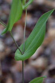 Image result for Uvularia perfoliata