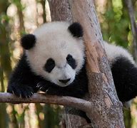 Image result for Pics of Giant Pandas