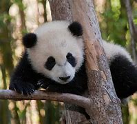 Image result for Panda Bear Habitat