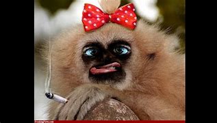 Image result for Crazy Funny Animals