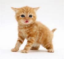 Image result for Red Tabby Cat Kittens