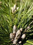 Pinus thunbergii Banchoho 的图像结果