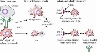 Image result for Antibody Therapy Cancer