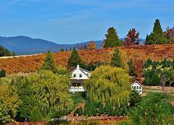 Image result for Apple Hill Pic