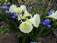 Image result for Narcissus bulbocodium White Petticoat