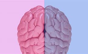 Image result for Male vs Female Brain Differences