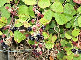 Image result for Pic of a BlackBerry Bush
