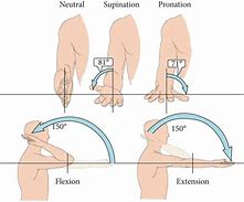 Image result for Elbow Joint at 90 Degrees