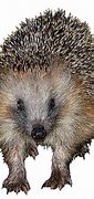 Image result for Hedgehog ClipArt