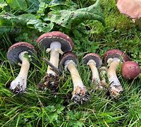 Image result for Garden Giant Mushroom