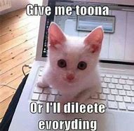 Image result for Angry White Cat Meme