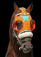 Image result for Race Horse Pictures