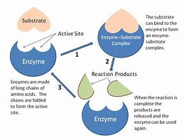 Image result for Enzyme Components