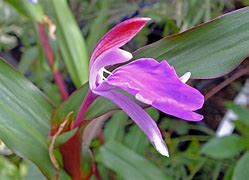 Image result for Roscoea purpurea Vincent