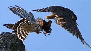 Image result for Falco columbarius