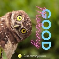 Image result for Funny Good Morning Owls