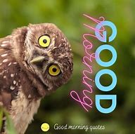 Image result for Owl Good Morning Meme