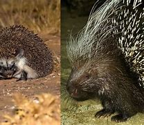 Image result for Porcupine versus Hedgehog