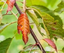 Image result for Flowering Cherry Tree Leaf Curl