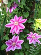 Image result for Clematis Dr Ruppel Pruning