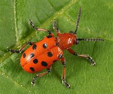 Image result for "spotted-asparagus-beetle"