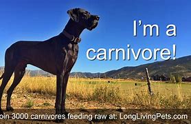 Image result for Carnivore Dogs