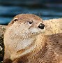 Image result for White Sea Otter