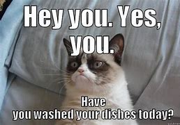 Image result for Washing My Cat Meme