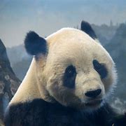 Image result for Tai Shan Giant Panda