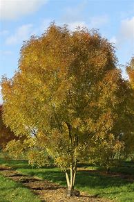Image result for Fraxinus angustifolia raywood