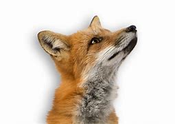 Image result for Red Fox PNG