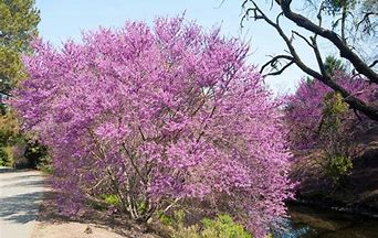 Image result for cercis