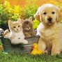 Image result for Cute Summer Animals